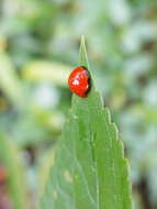 Image of Lady beetle