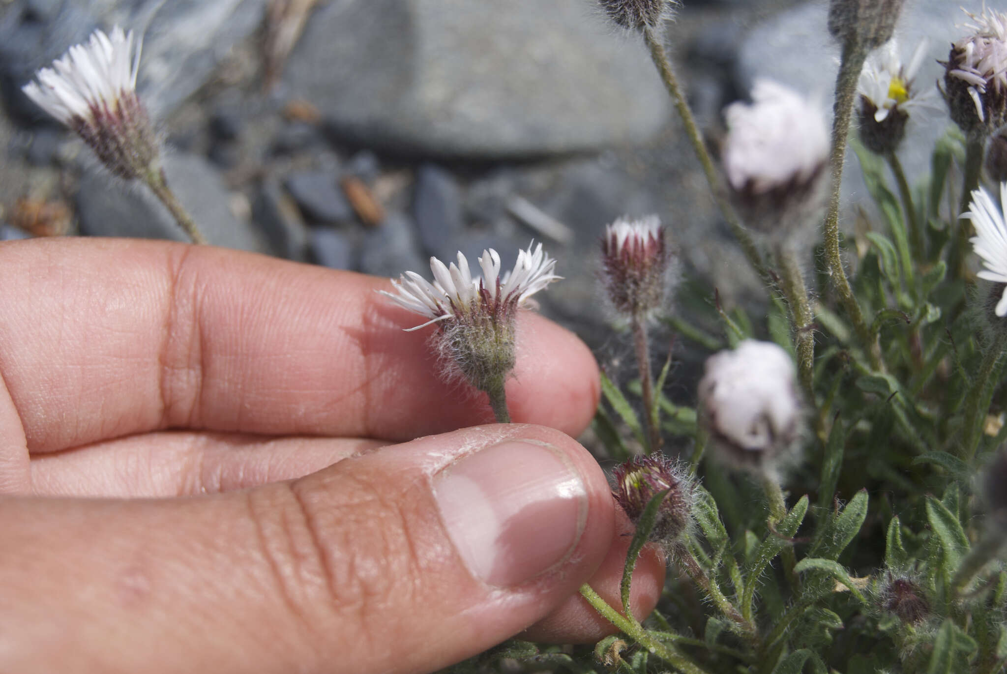 Image of Mex's fleabane