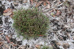 Image de Selaginella arenicola Underw.