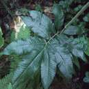 Image of Dark-Green Maiden Fern