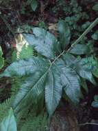 Image of Dark-Green Maiden Fern