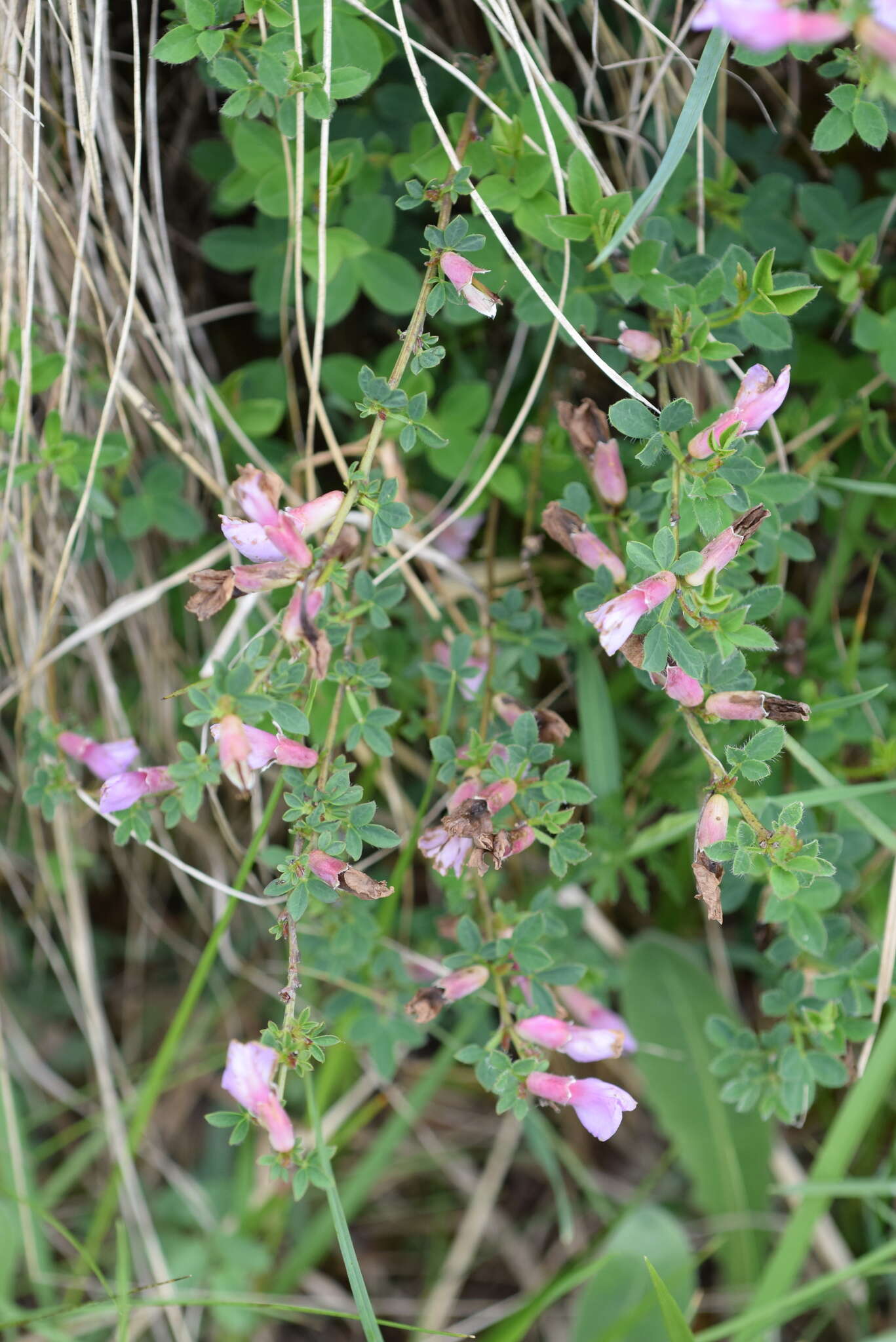 Cytisus purpureus Scop.的圖片