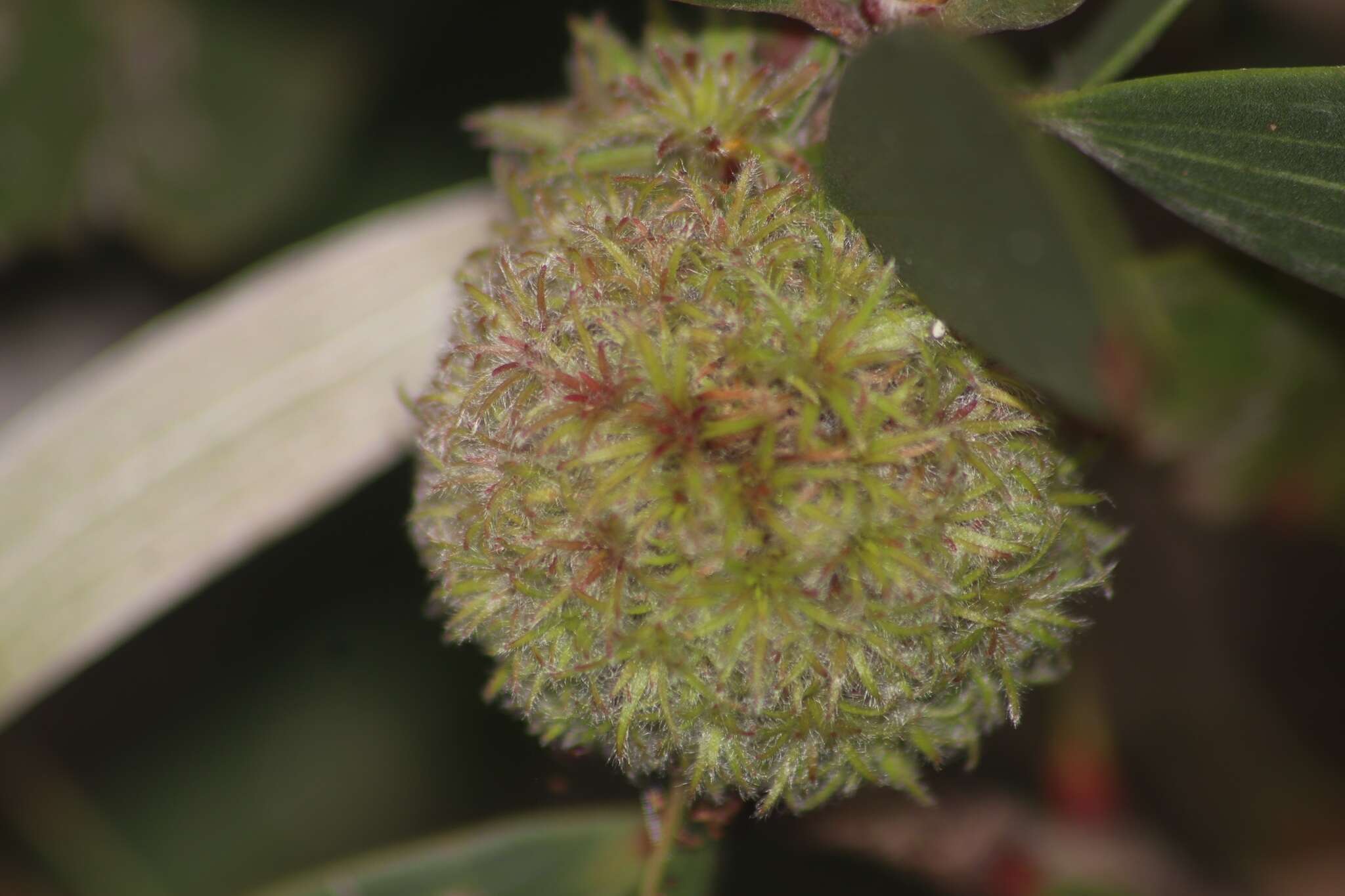 Sivun Beesonia ferrugineus (Froggatt 1921) kuva