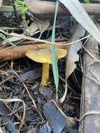 Image of Cortinarius chrysma Soop 1998