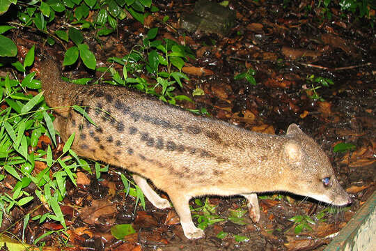 Image of Malagasy civet