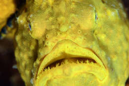 Image of Flagpole Frogfish