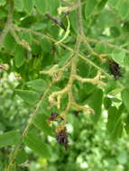 Image of Dalbergia glaucocarpa Bosser & R. Rabev.