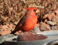 Image of Cardinalis cardinalis superbus Ridgway 1885