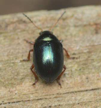 Image of Brachypnoea clypealis (Horn 1892)