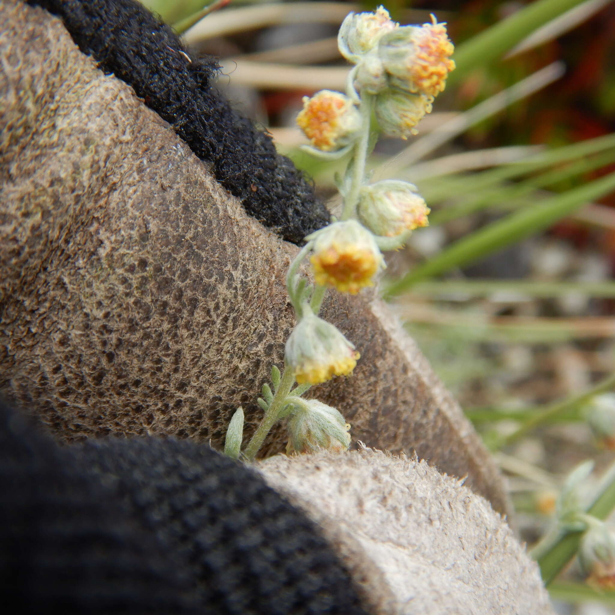 Image of forked wormwood