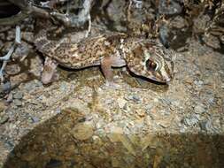 Image of Common Giant Ground Gecko
