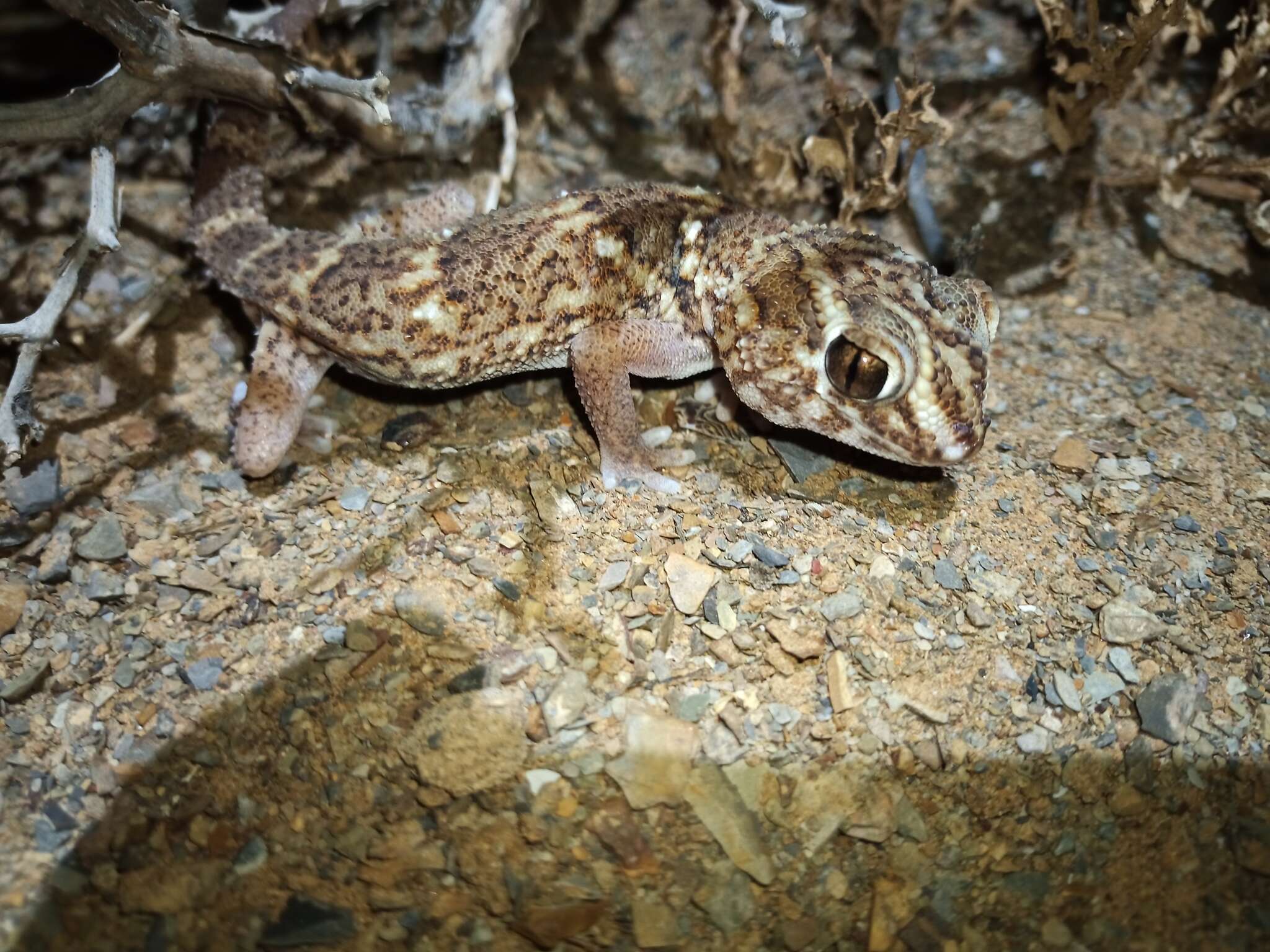 Chondrodactylus angulifer Peters 1870 resmi