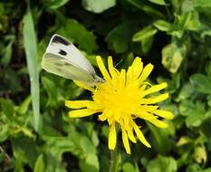 Image of Southern Small White