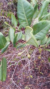 Imagem de Psorospermum cerasifolium Baker