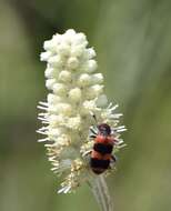 Image of Trichodes apivorus Germar 1824