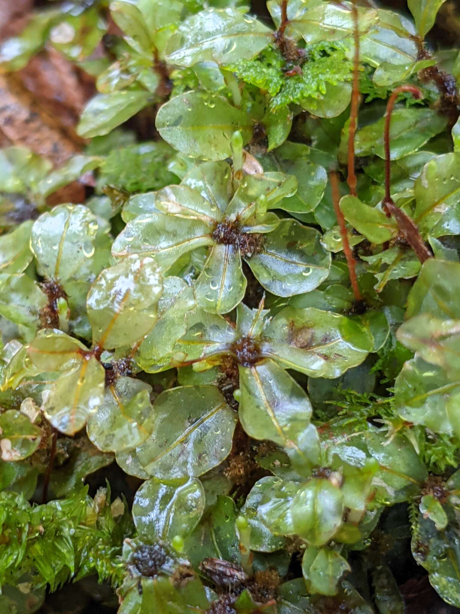 Image of Appalachian rhizomnium moss