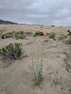 Penstemon acuminatus Dougl.的圖片