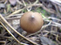 Image of Entoloma hebes (Romagn.) Trimbach 1981