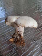 Image of Clitocybe robusta Peck 1897