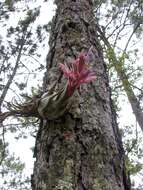 Imagem de Tillandsia seleriana Mez