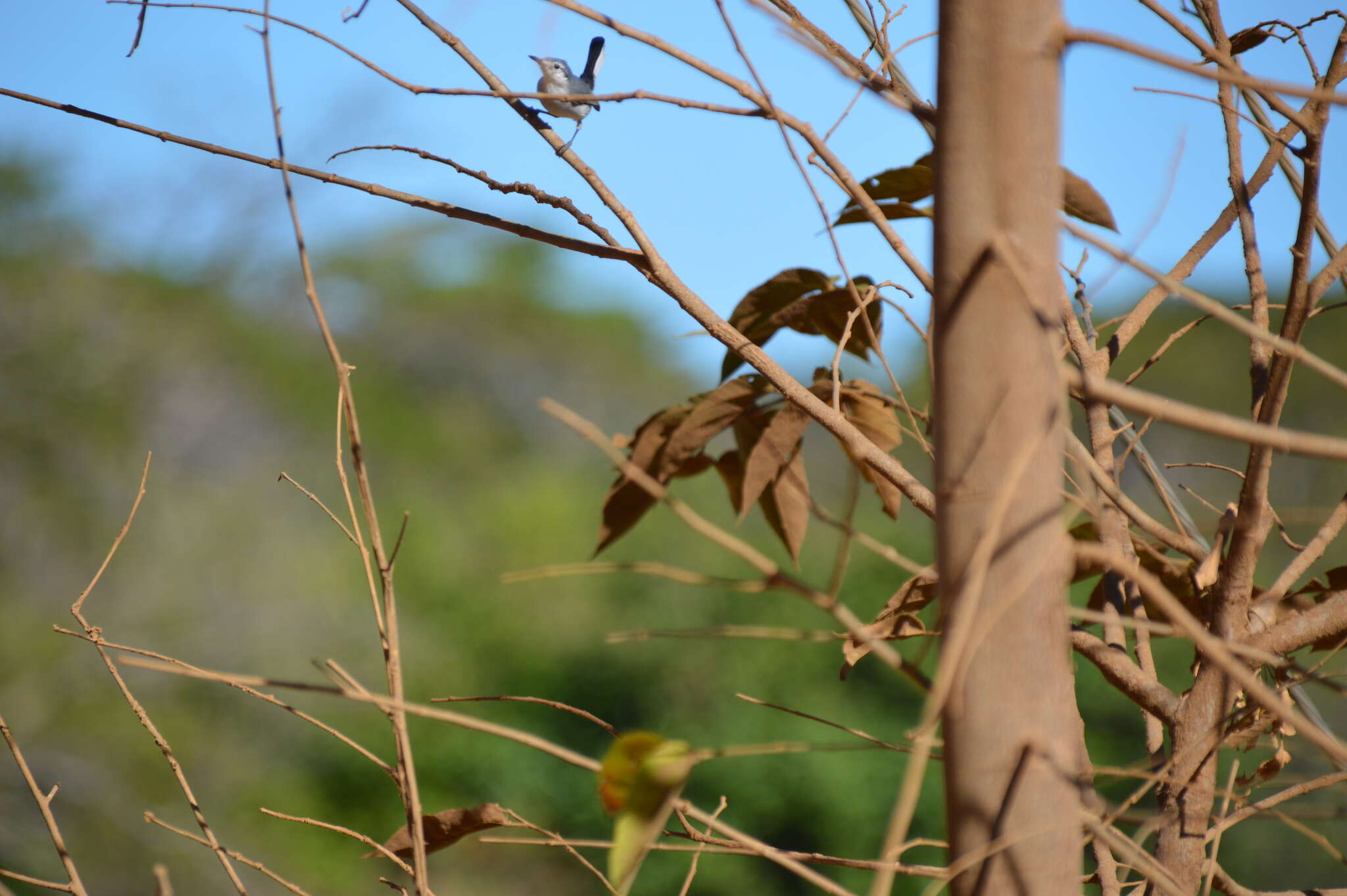 Image of White-lored Gnatcatcher