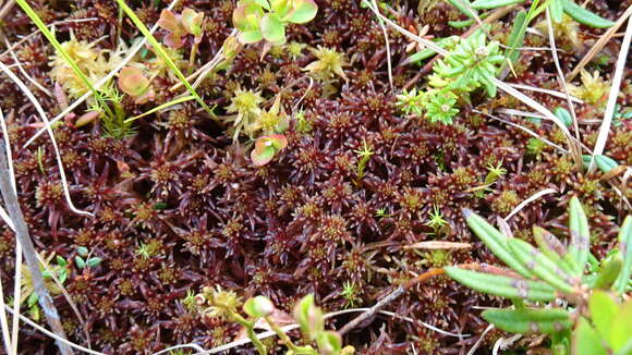 Image de Sphagnum russowii Warnstorf 1886