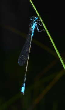 Image of Ischnura pamelae Vick & Davies 1988