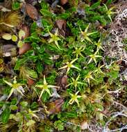 Image of Caltha appendiculata Pers.