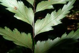 Image of sickle speenwort