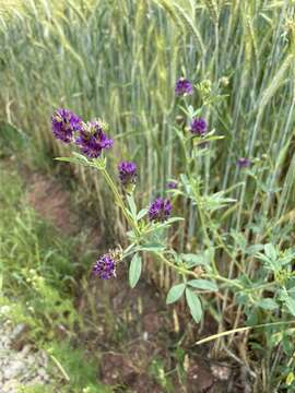 Image of alfalfa