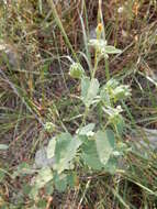 Image of Texas Indian mallow