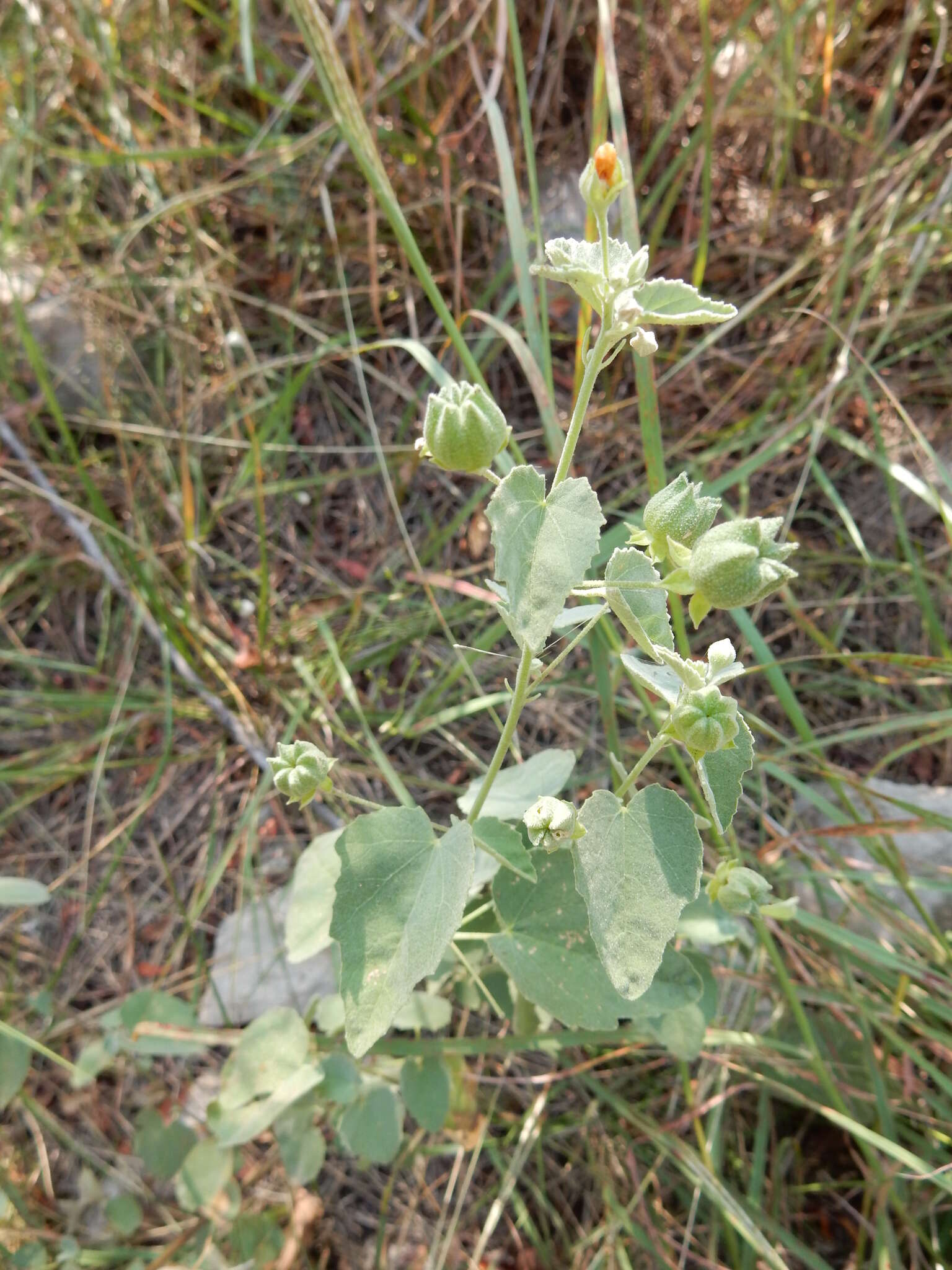 Image of Texas Indian mallow