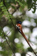 Image of African Paradise Flycatcher