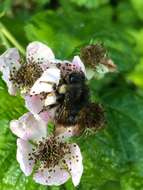 Image of Sitka bumble bee