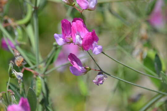 Image of <i>Lathyrus phaselitanus</i>