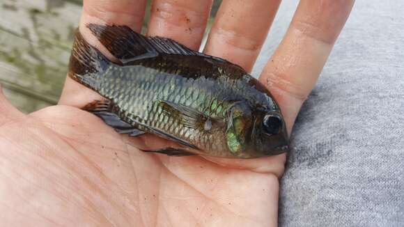 Cichlasoma dimerus (Heckel 1840) resmi