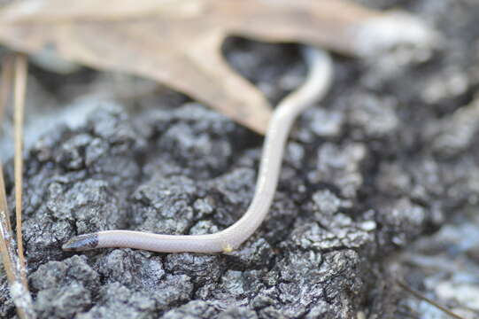 Image of Tantilla relicta neilli Telford 1966