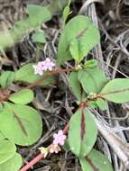 Image of Gisekia africana var. africana