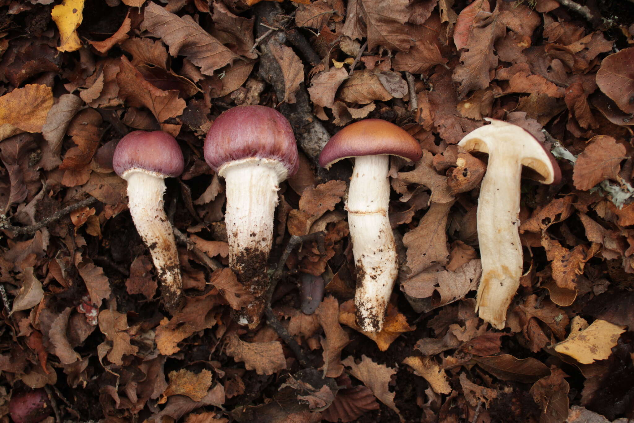 Image of Cortinarius lebre Garrido 1988