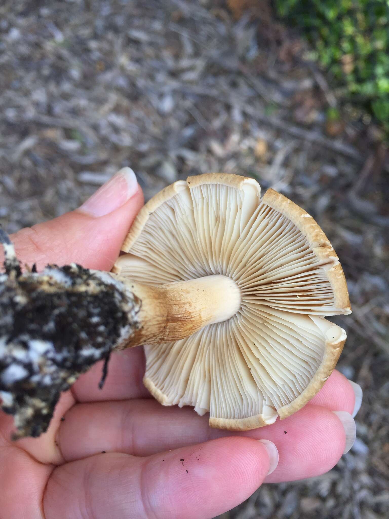 Image of Agrocybe putaminum (Maire) Singer 1936