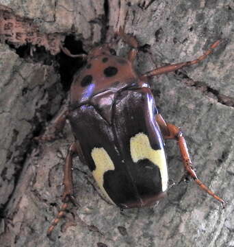 Image of Anisorrhina flavomaculata (Fabricius 1798)