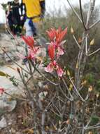 Image of Enkianthus quinqueflorus Lour.