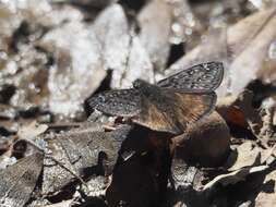 Image of Erynnis propertius Scudder & Burgess 1870