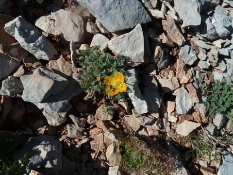 Imagem de Papaver alpinum L.