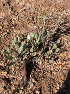 Image of James' buckwheat
