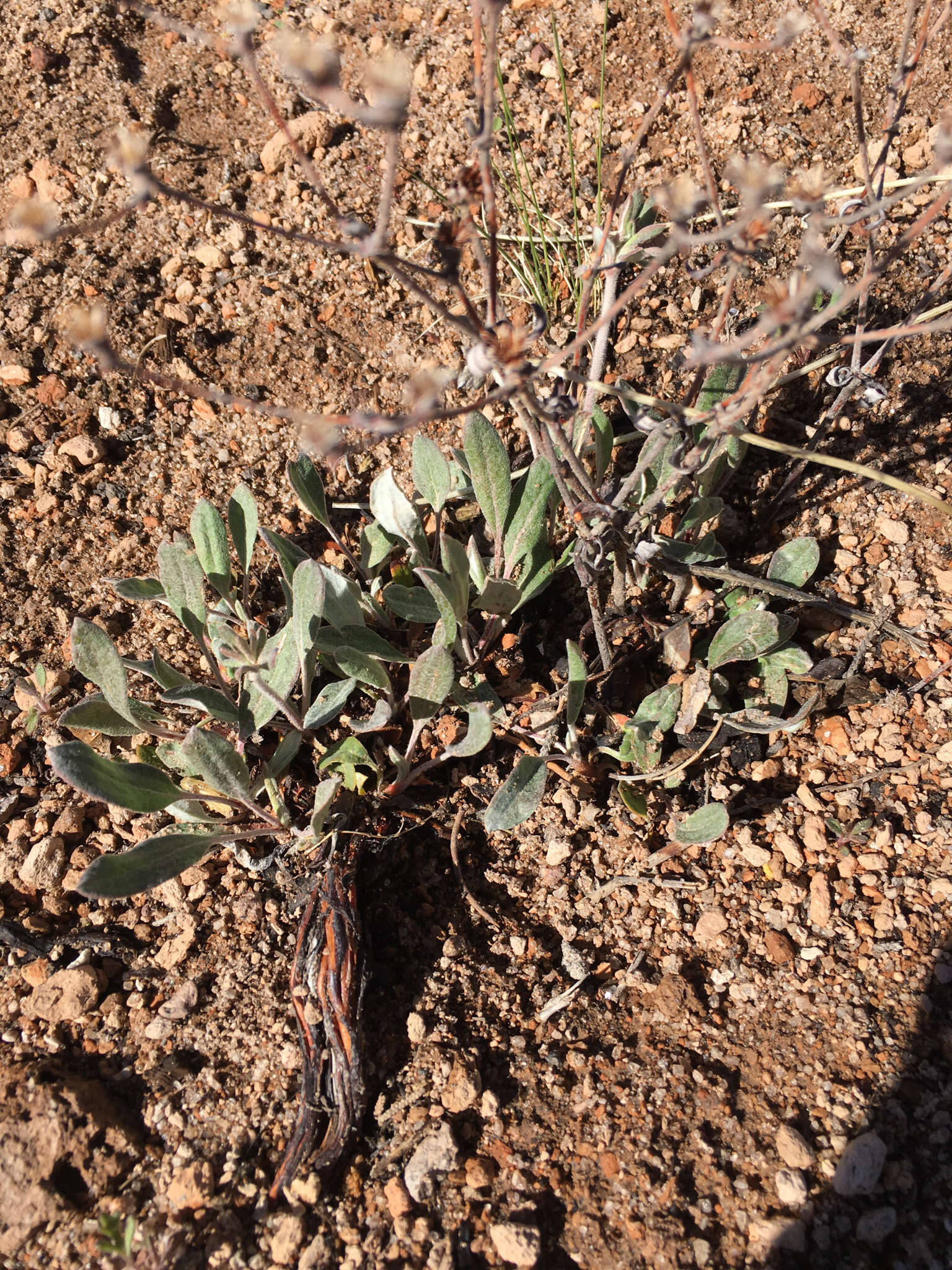 Image of James' buckwheat
