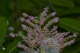 Imagem de Tapeinosperma pancheri Mez