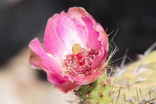 Image of Opuntia pilifera F. A. C. Weber