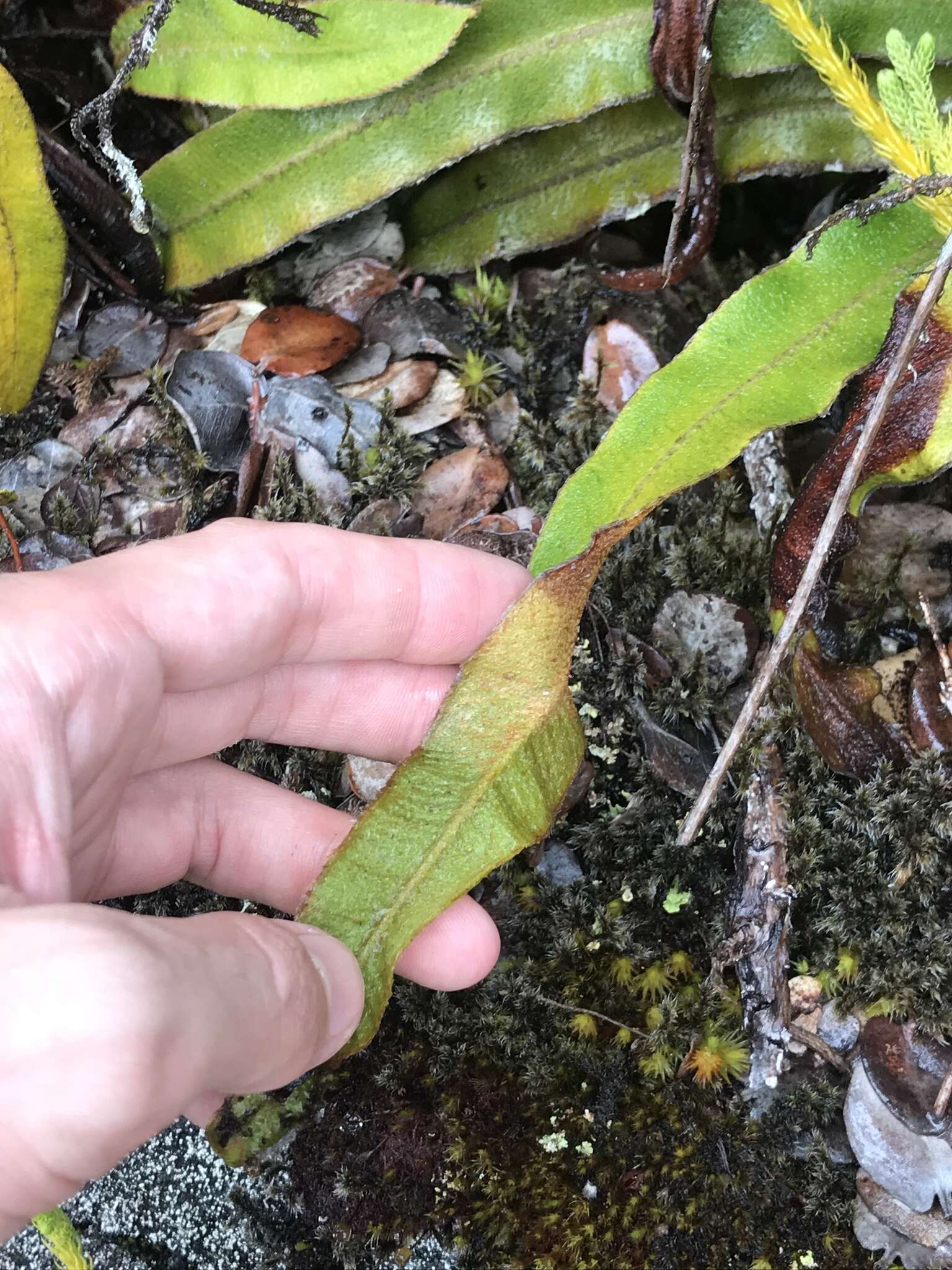 Elaphoglossum paleaceum (Hook. & Grev.) Sledge resmi