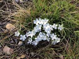 Image of Missoula phlox